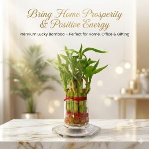 Sanskora-'Hexa base' With Plant Vase